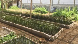 Inovasi Teknologi IoT di Rumah Pembibitan Mangrove Desa Bunton Cilacap
