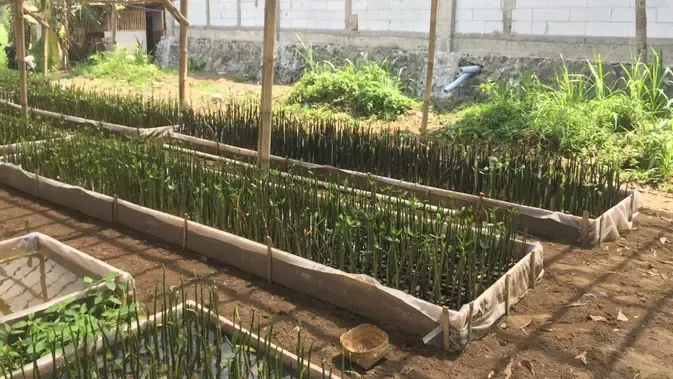 Inovasi Teknologi IoT di Rumah Pembibitan Mangrove Desa Bunton Cilacap